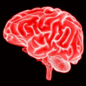Quand les neurosciences réinventent vos formations